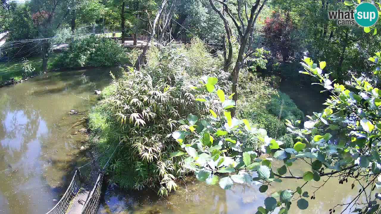 Gibbon à joues jaunes Zoo Ljubljana live cam
