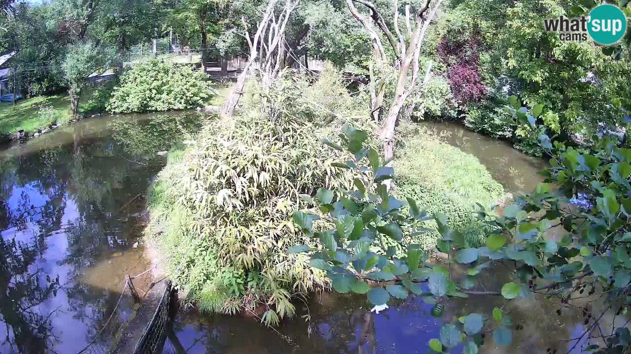 Gibon – Nomascus gabriellae – Zoo Ljubljana web kamera