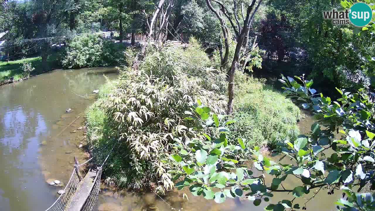 Yellow-cheeked gibbon Zoo Ljubljana livecam