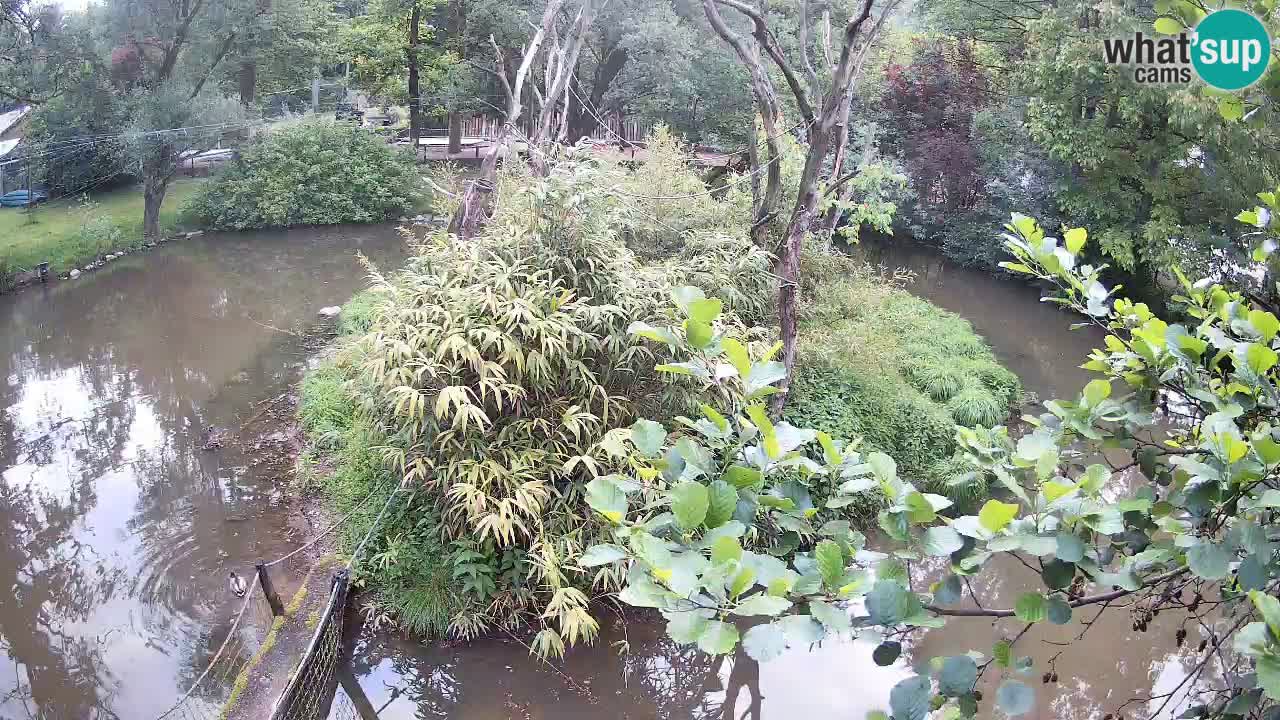 Gibbon à joues jaunes Zoo Ljubljana live cam