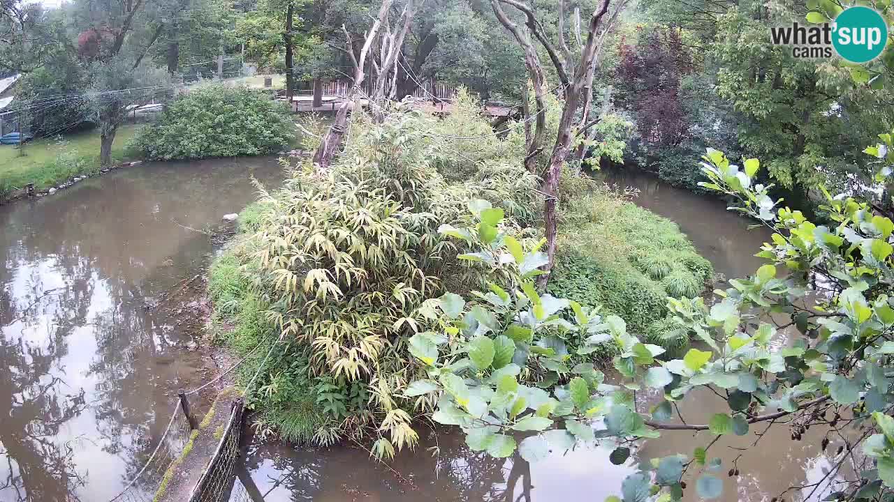Gibbon à joues jaunes Zoo Ljubljana live cam