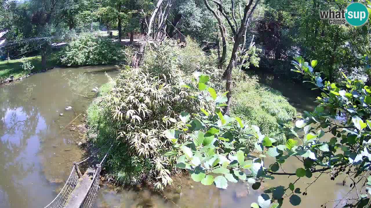 Gibbon à joues jaunes Zoo Ljubljana live cam