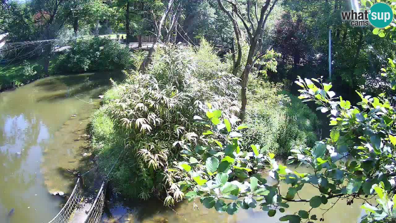 Gibbone dalle guance rosa nello ZOO di Ljubljana