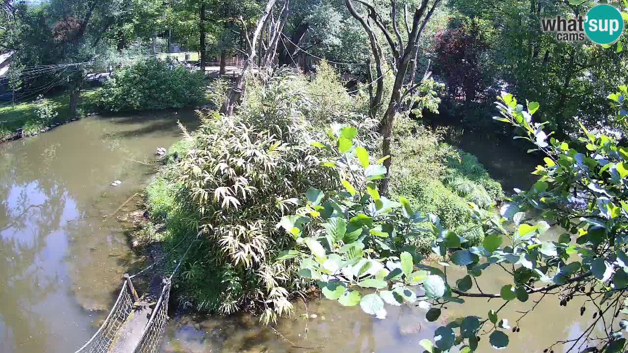 Gibon – Nomascus gabriellae – Zoo Ljubljana web kamera
