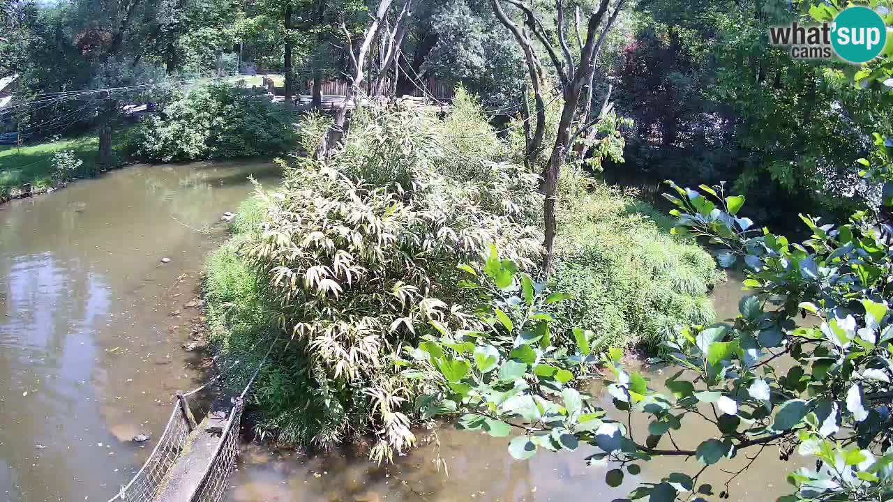 Yellow-cheeked gibbon Zoo Ljubljana livecam