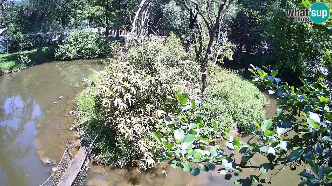 Südlicher Gelbwangen-Schopfgibbon Zoo Ljubljana webcam