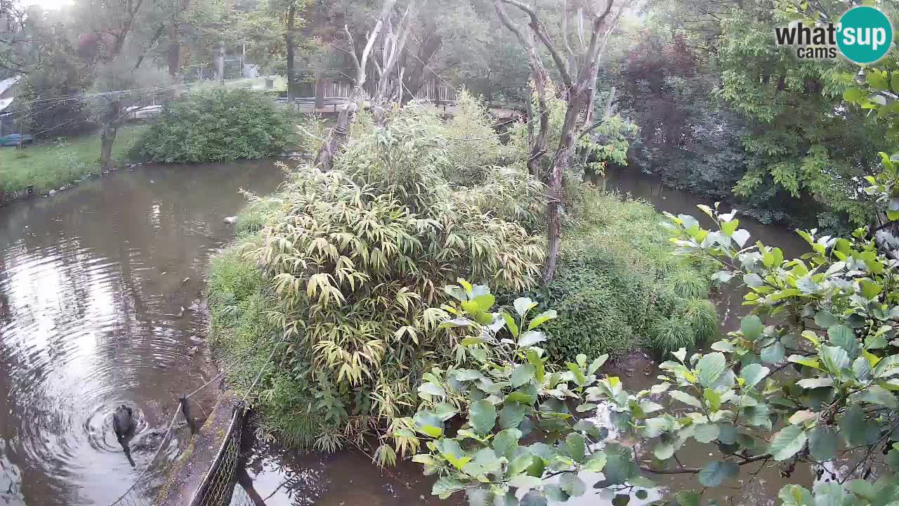 Yellow-cheeked gibbon Zoo Ljubljana livecam