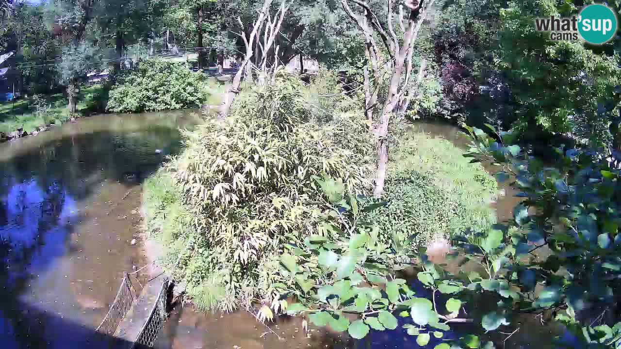 Yellow-cheeked gibbon Zoo Ljubljana livecam