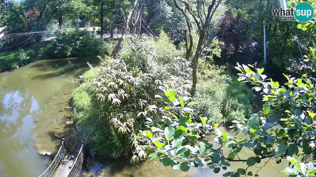 Yellow-cheeked gibbon Zoo Ljubljana livecam