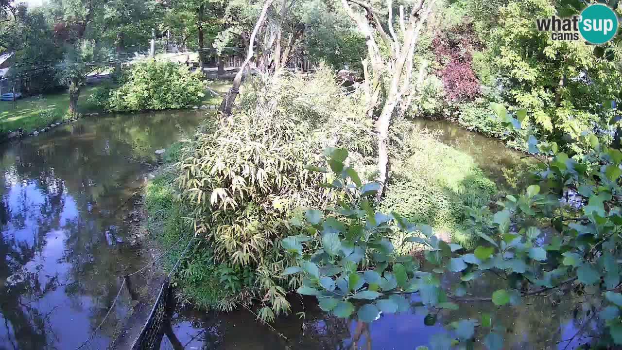 Yellow-cheeked gibbon Zoo Ljubljana livecam