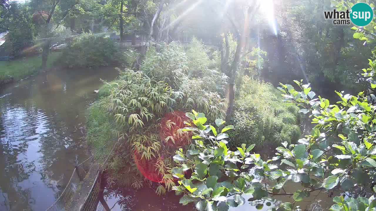 Südlicher Gelbwangen-Schopfgibbon Zoo Ljubljana webcam