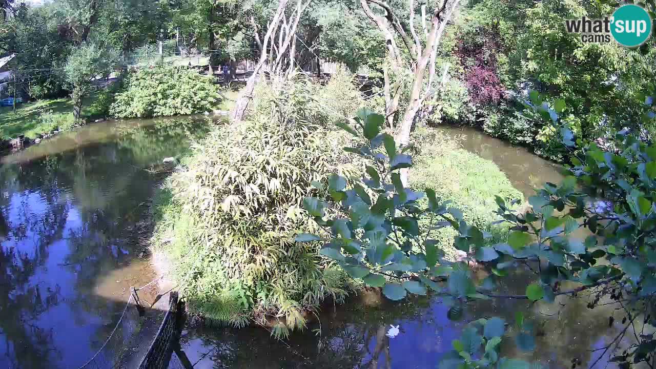 Gibon – Nomascus gabriellae – Zoo Ljubljana web kamera