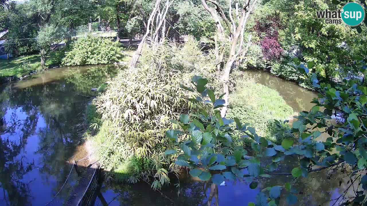 Südlicher Gelbwangen-Schopfgibbon Zoo Ljubljana webcam