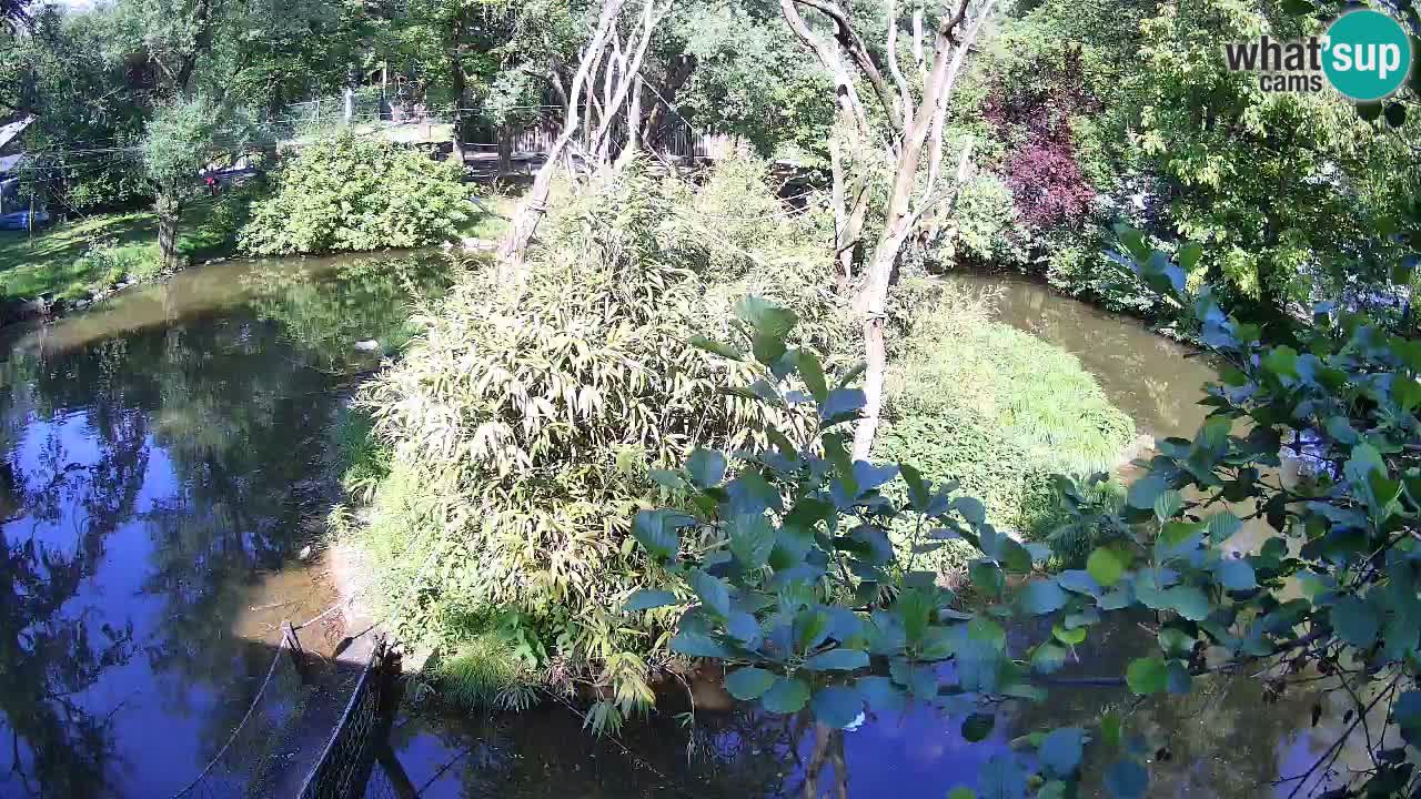 Gibon – Nomascus gabriellae – Zoo Ljubljana web kamera