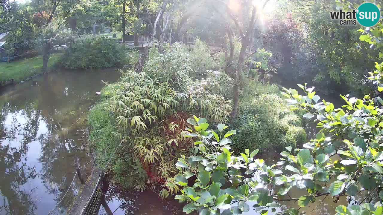 Yellow-cheeked gibbon Zoo Ljubljana livecam