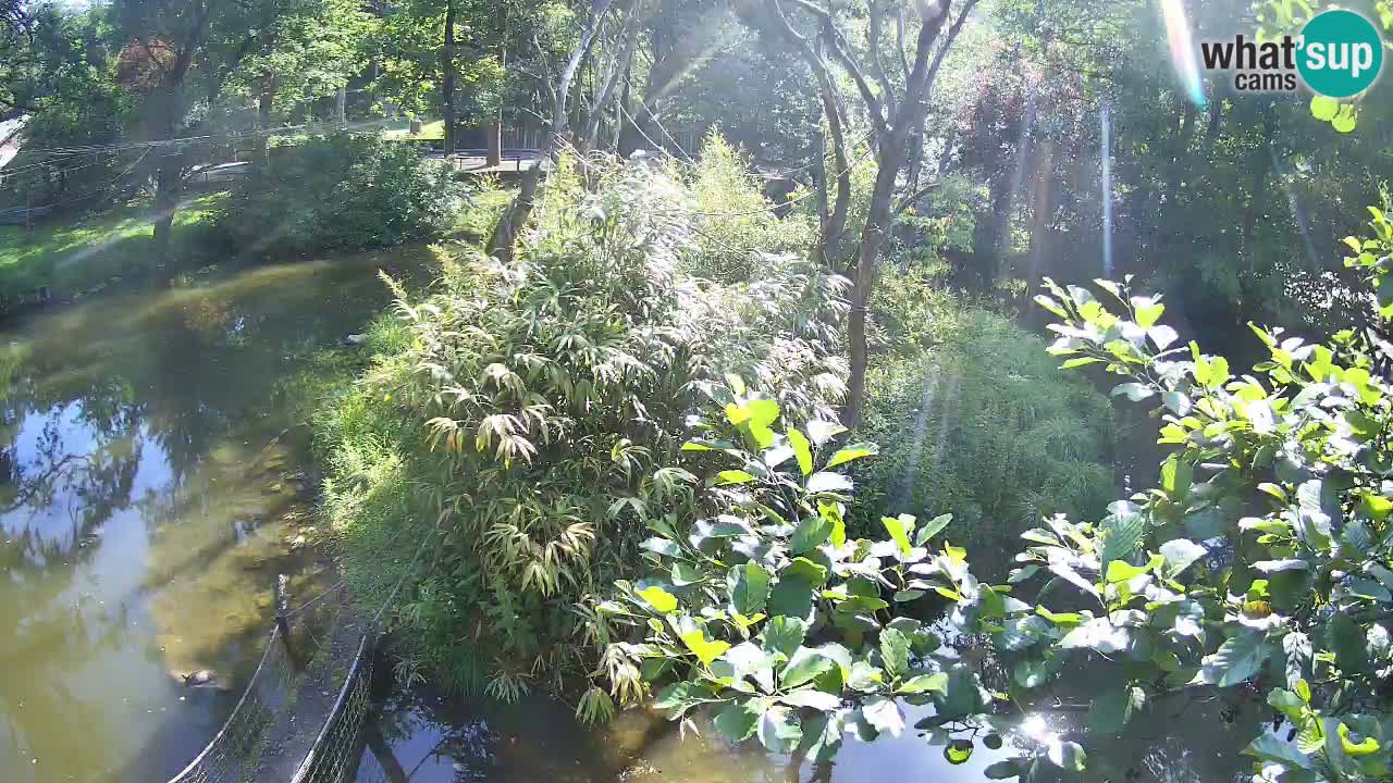 Gibon – Nomascus gabriellae – Zoo Ljubljana web kamera
