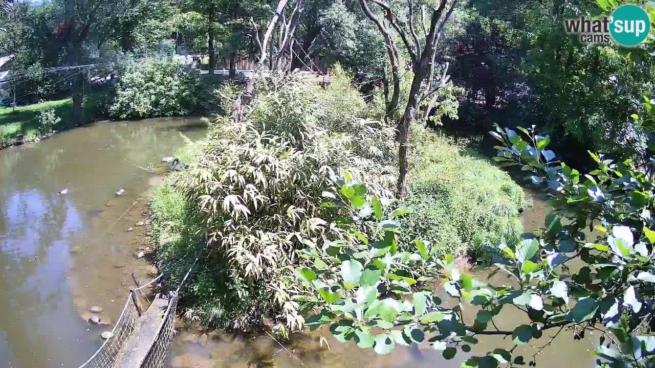 Yellow-cheeked gibbon Zoo Ljubljana livecam