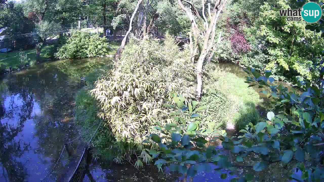 Gibbone dalle guance rosa nello ZOO di Ljubljana