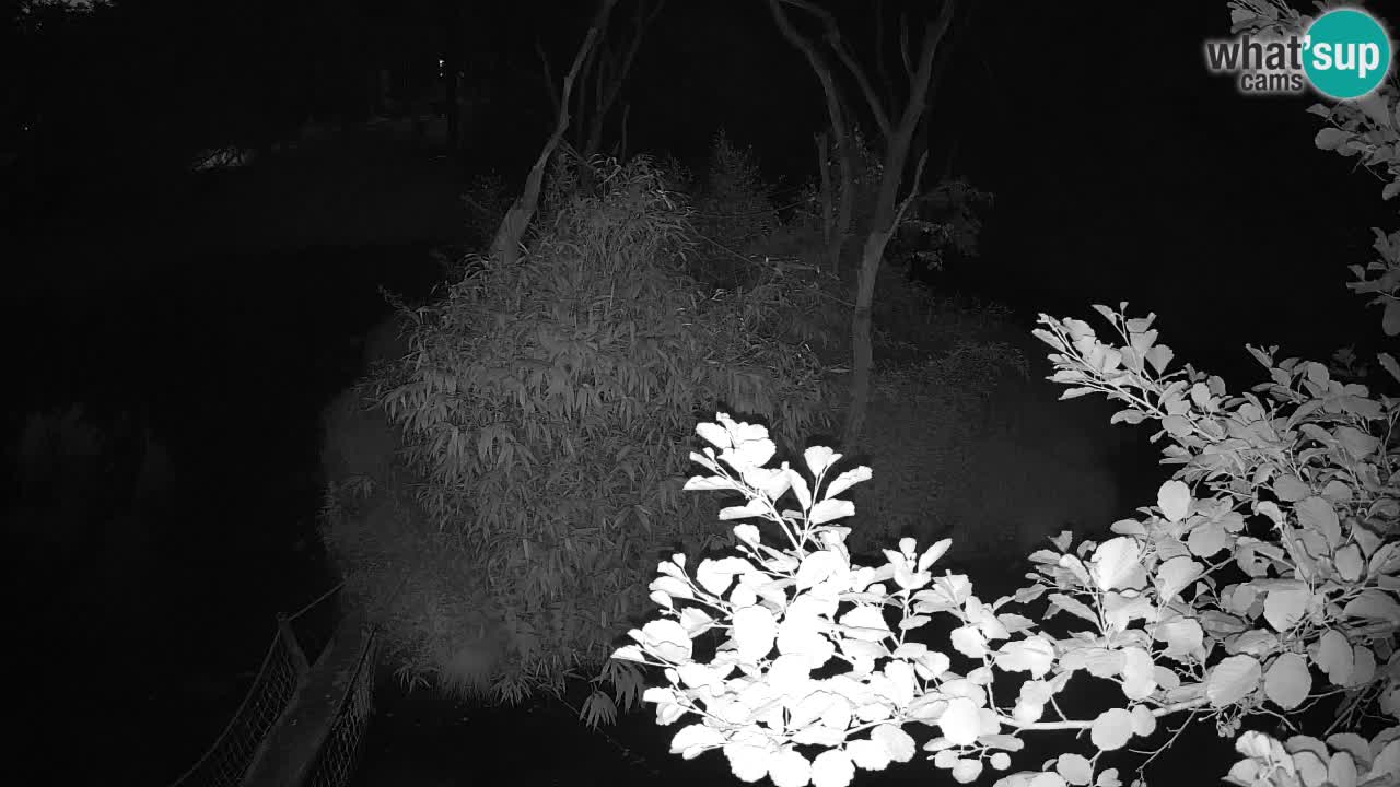 Südlicher Gelbwangen-Schopfgibbon Zoo Ljubljana webcam