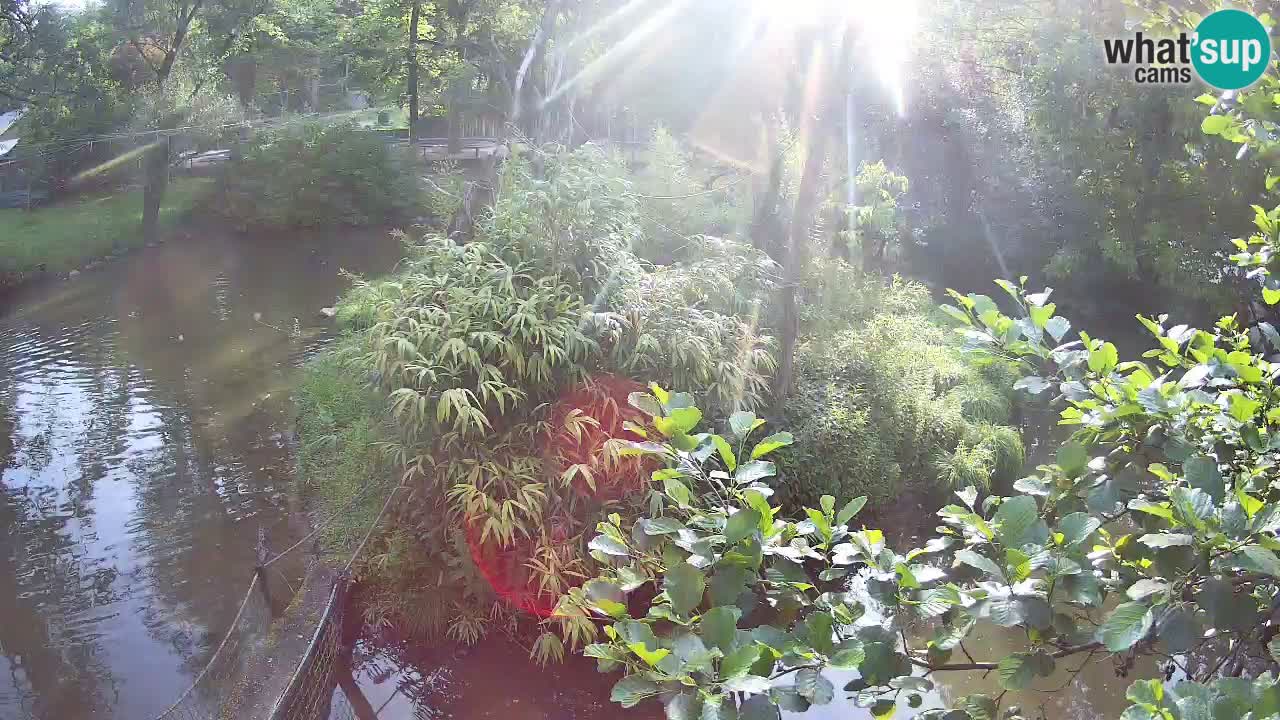 Yellow-cheeked gibbon Zoo Ljubljana livecam