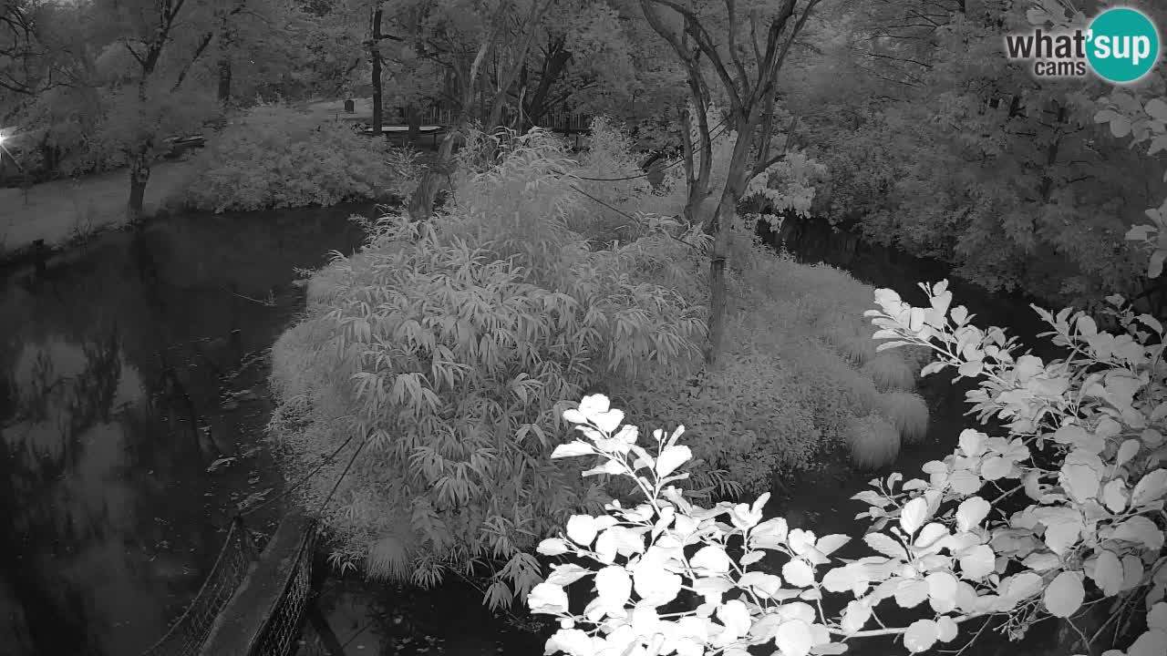 Gibbon à joues jaunes Zoo Ljubljana live cam