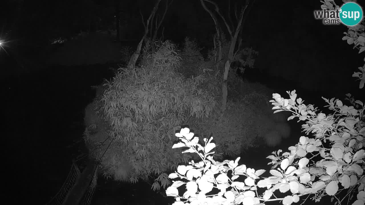 Südlicher Gelbwangen-Schopfgibbon Zoo Ljubljana webcam
