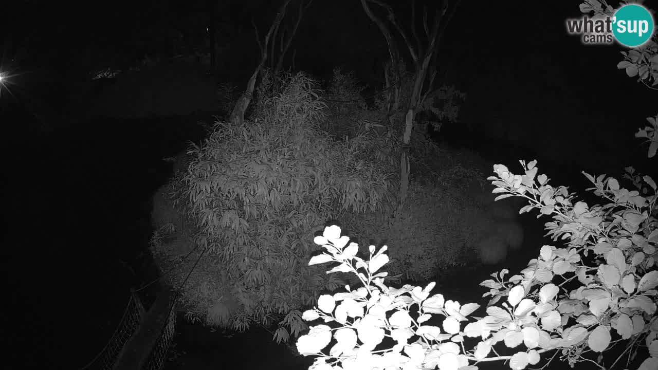 Gibbon à joues jaunes Zoo Ljubljana live cam