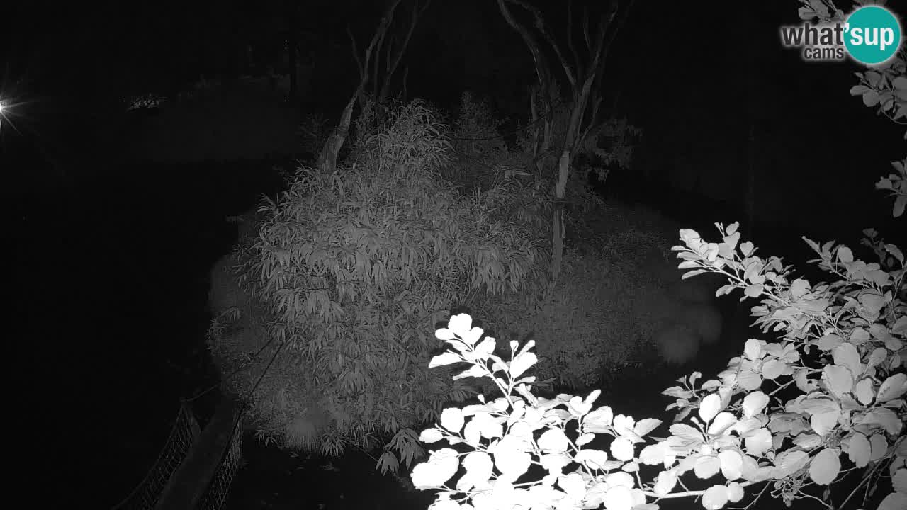 Südlicher Gelbwangen-Schopfgibbon Zoo Ljubljana webcam