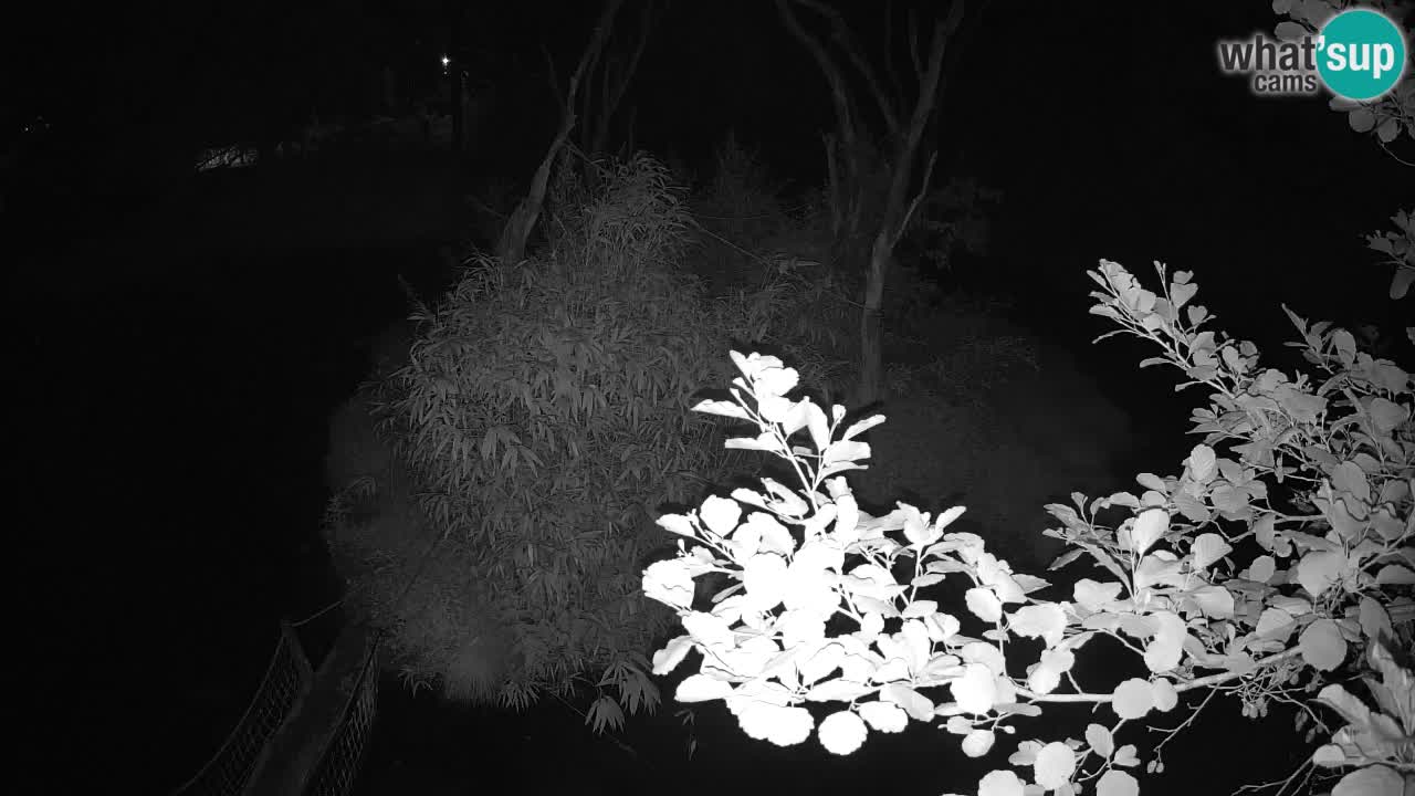 Südlicher Gelbwangen-Schopfgibbon Zoo Ljubljana webcam