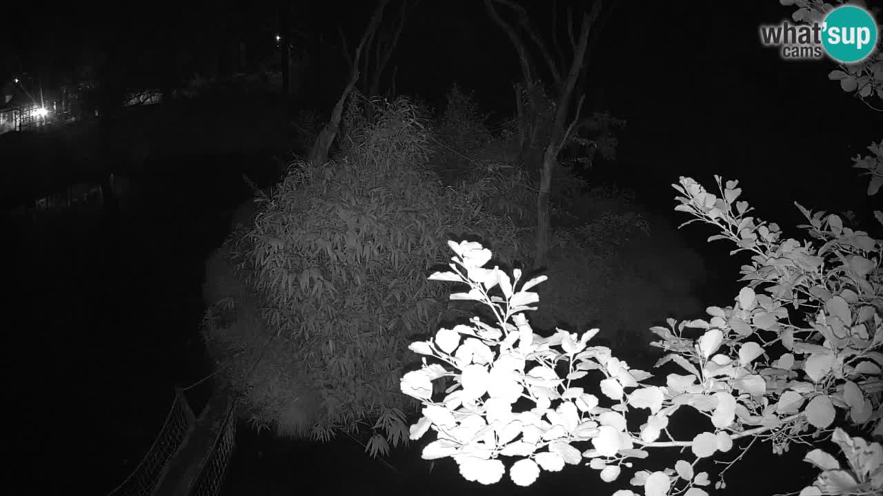 Gibbon à joues jaunes Zoo Ljubljana live cam