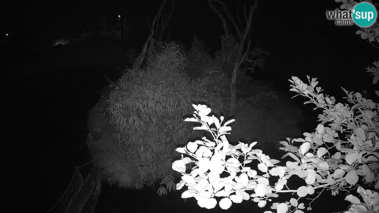 Gibbon à joues jaunes Zoo Ljubljana live cam