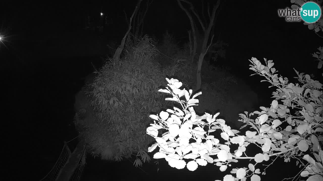 Südlicher Gelbwangen-Schopfgibbon Zoo Ljubljana webcam