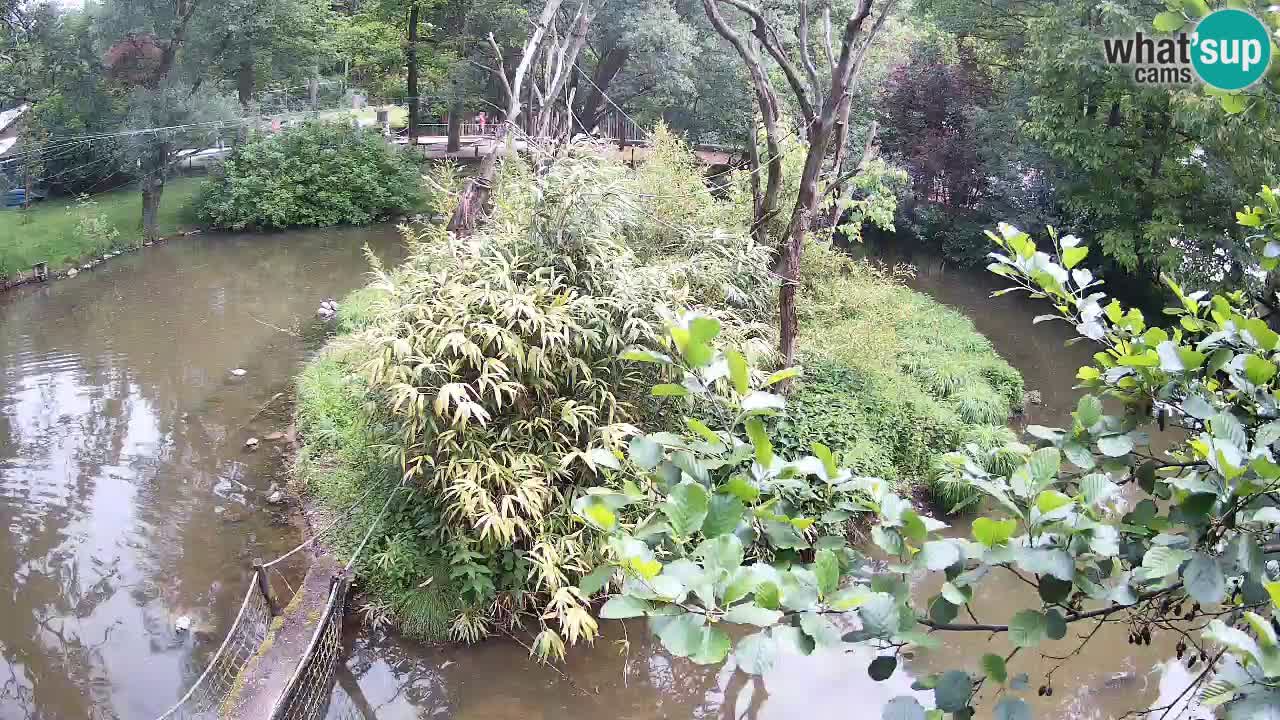 Gibbon à joues jaunes Zoo Ljubljana live cam
