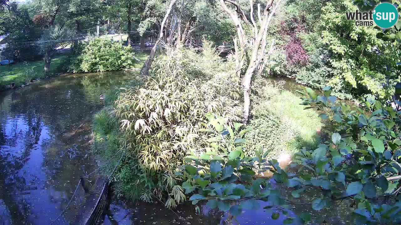 Gibbon à joues jaunes Zoo Ljubljana live cam
