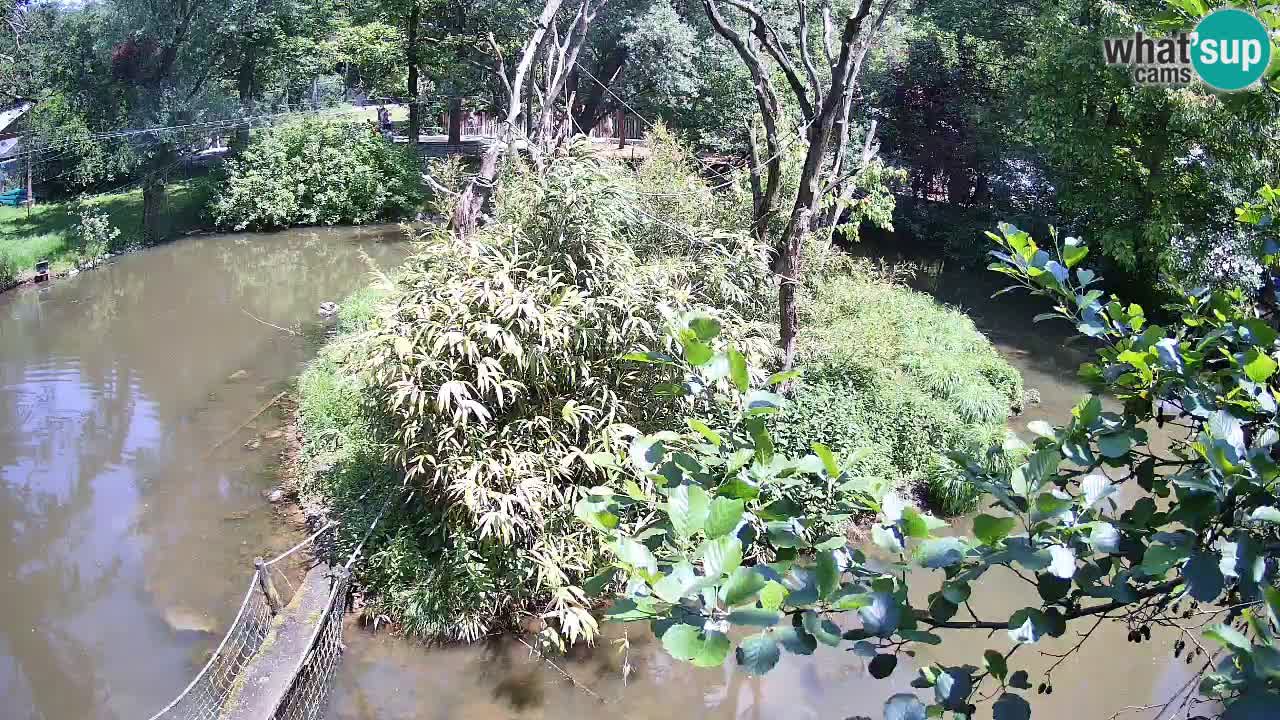 Südlicher Gelbwangen-Schopfgibbon Zoo Ljubljana webcam