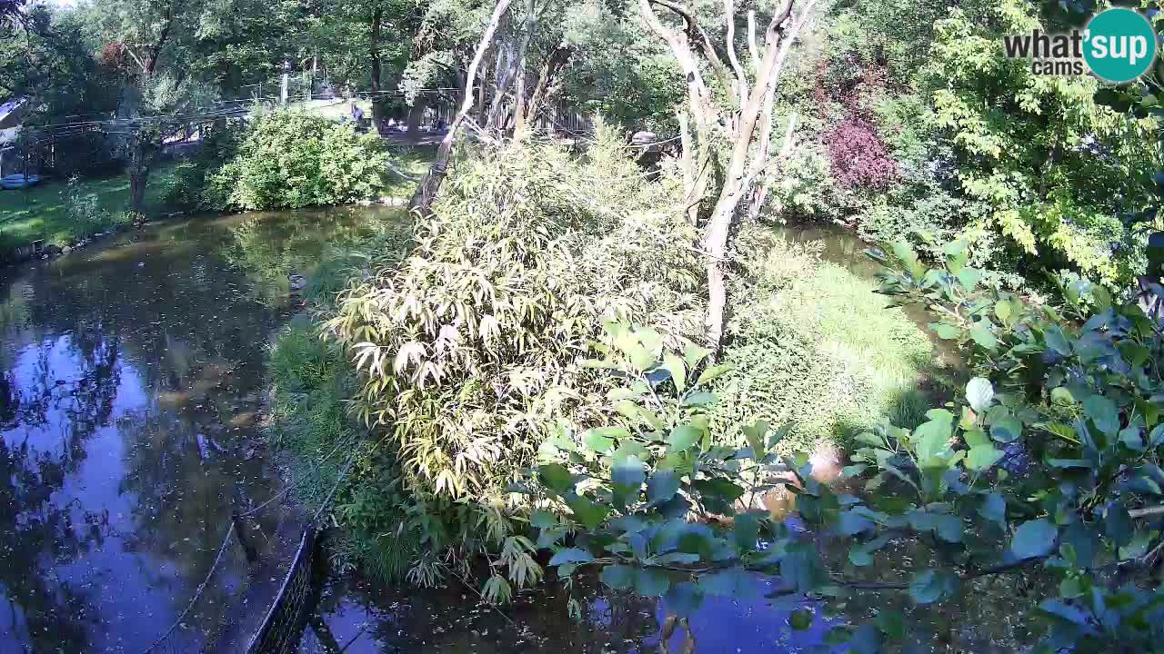 Gibbone dalle guance rosa nello ZOO di Ljubljana