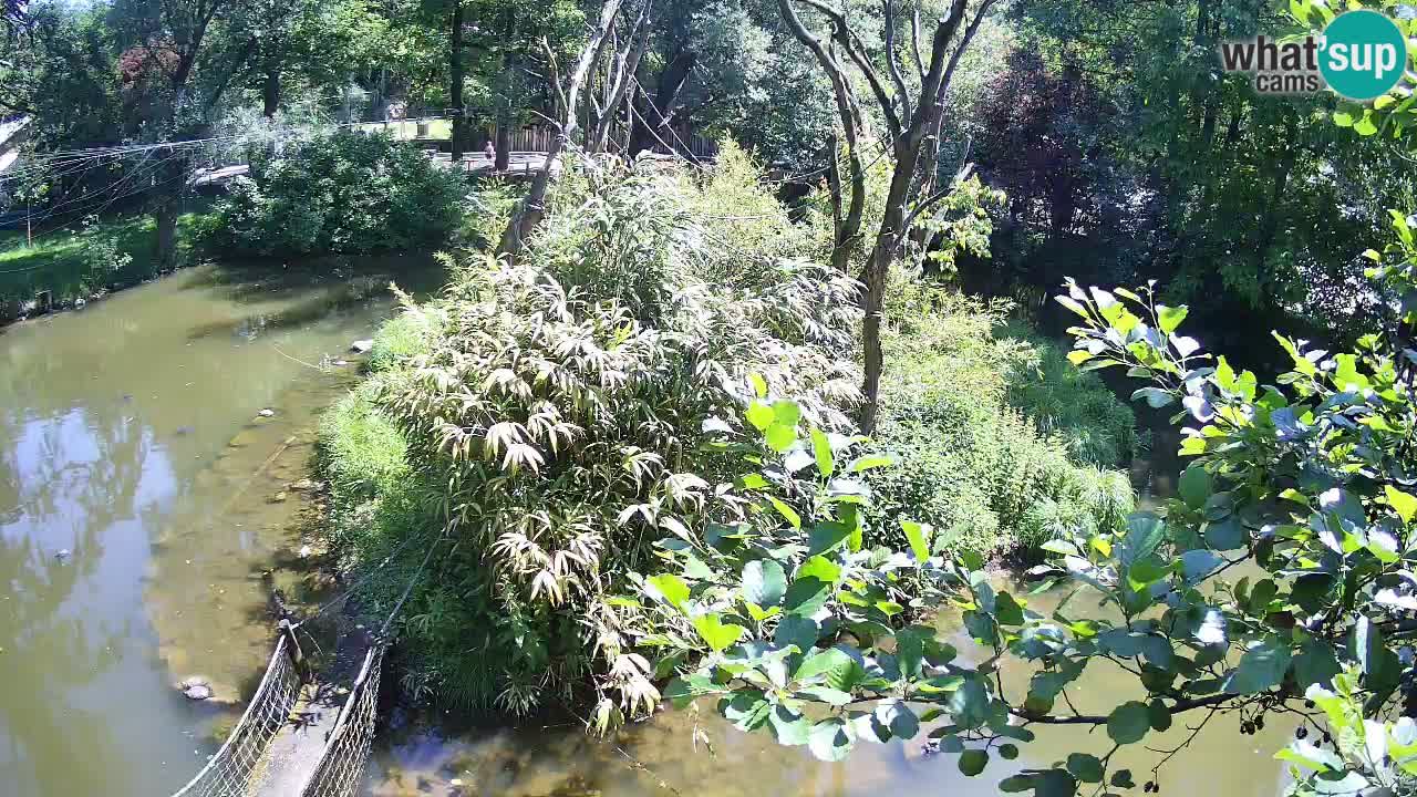 Südlicher Gelbwangen-Schopfgibbon Zoo Ljubljana webcam