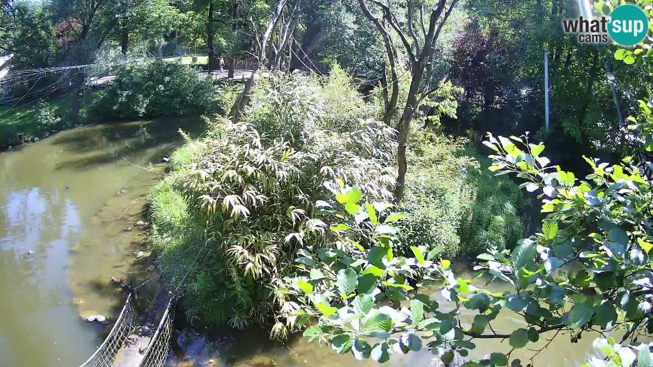 Gibon – Nomascus gabriellae – Zoo Ljubljana web kamera