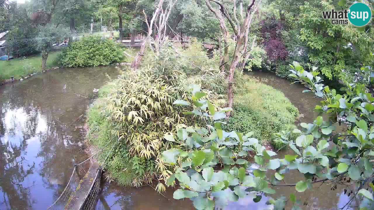 Gibbon à joues jaunes Zoo Ljubljana live cam