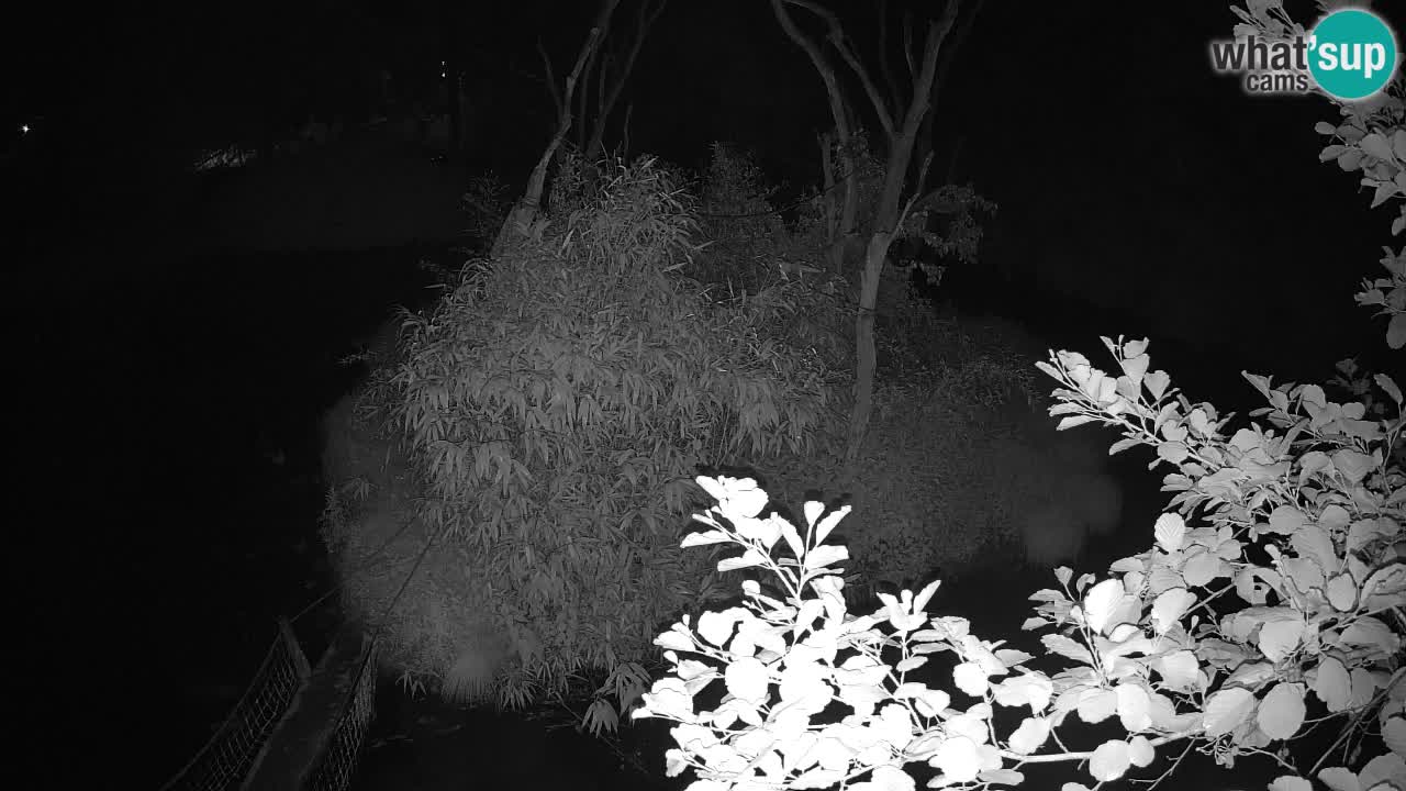 Südlicher Gelbwangen-Schopfgibbon Zoo Ljubljana webcam