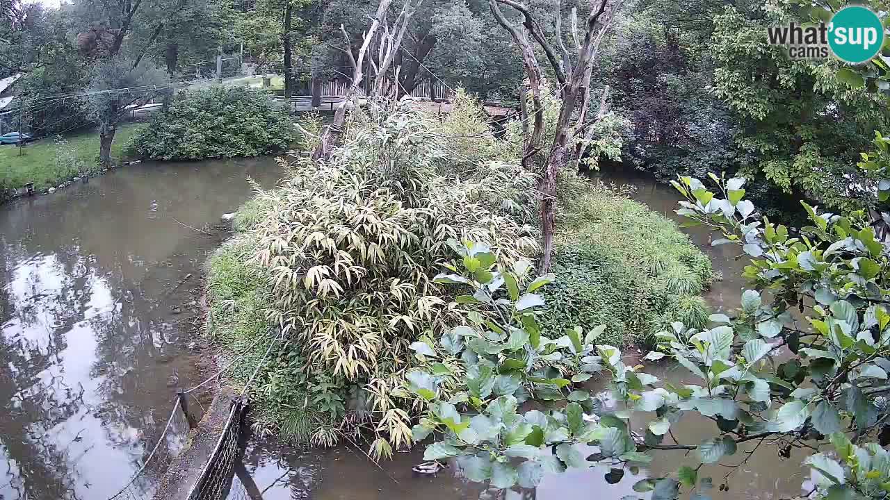 Yellow-cheeked gibbon Zoo Ljubljana livecam
