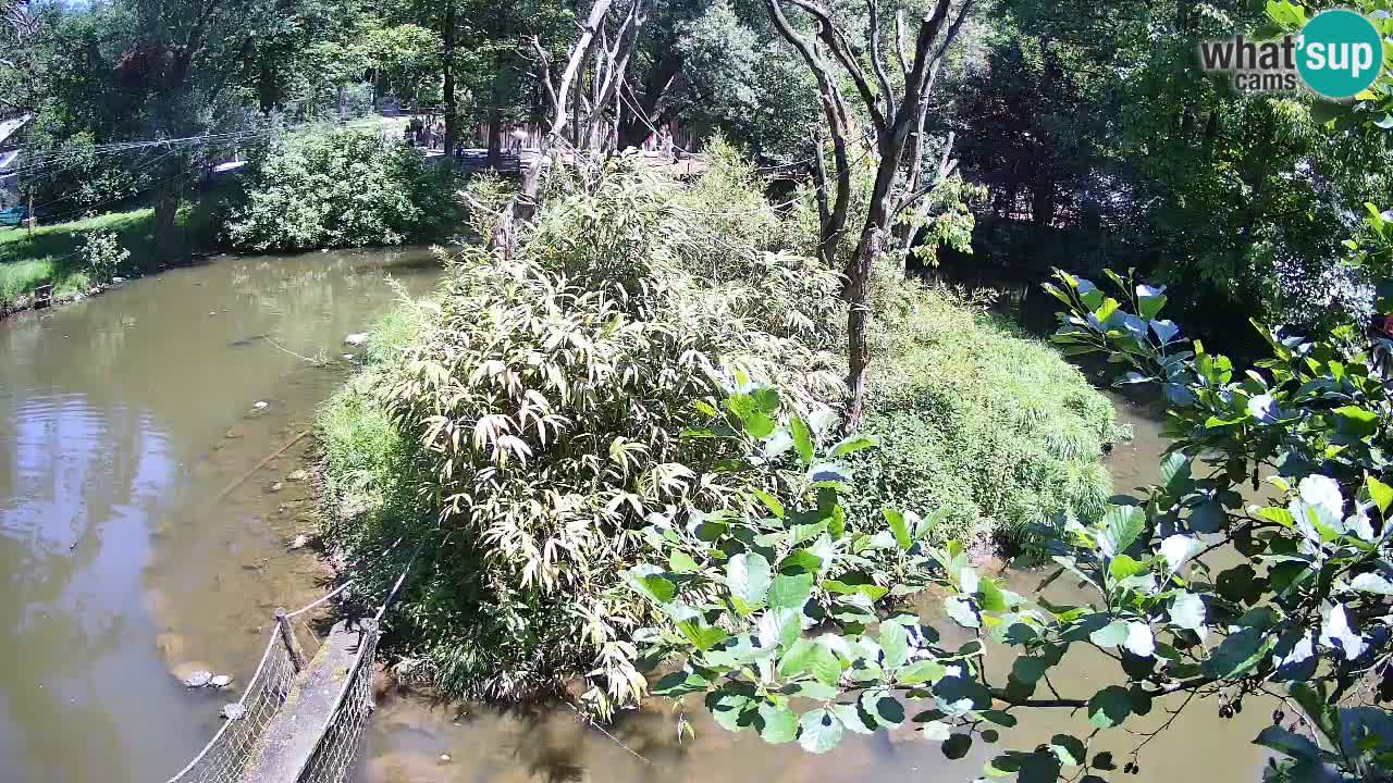 Gibbon à joues jaunes Zoo Ljubljana live cam