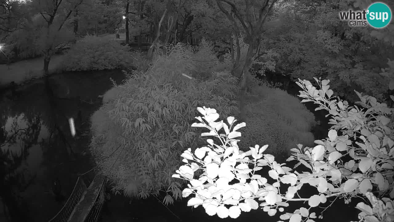 Südlicher Gelbwangen-Schopfgibbon Zoo Ljubljana webcam