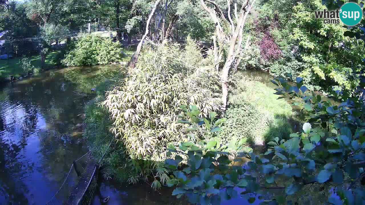 Gibbon à joues jaunes Zoo Ljubljana live cam