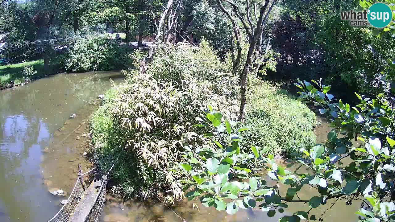 Gibbon à joues jaunes Zoo Ljubljana live cam