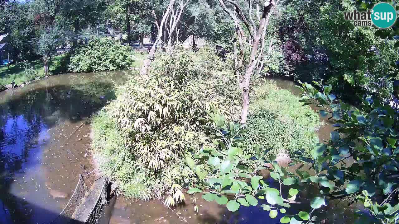 Südlicher Gelbwangen-Schopfgibbon Zoo Ljubljana webcam