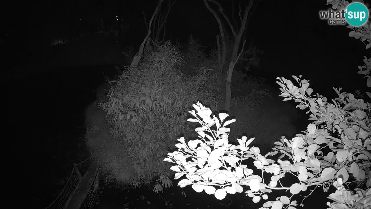 Südlicher Gelbwangen-Schopfgibbon Zoo Ljubljana webcam