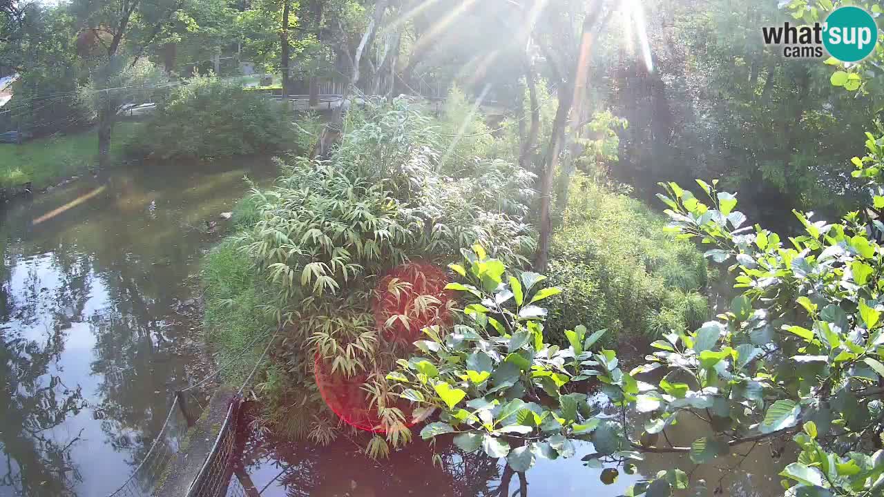 Südlicher Gelbwangen-Schopfgibbon Zoo Ljubljana webcam