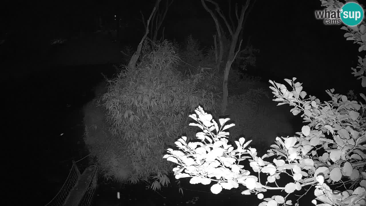 Südlicher Gelbwangen-Schopfgibbon Zoo Ljubljana webcam