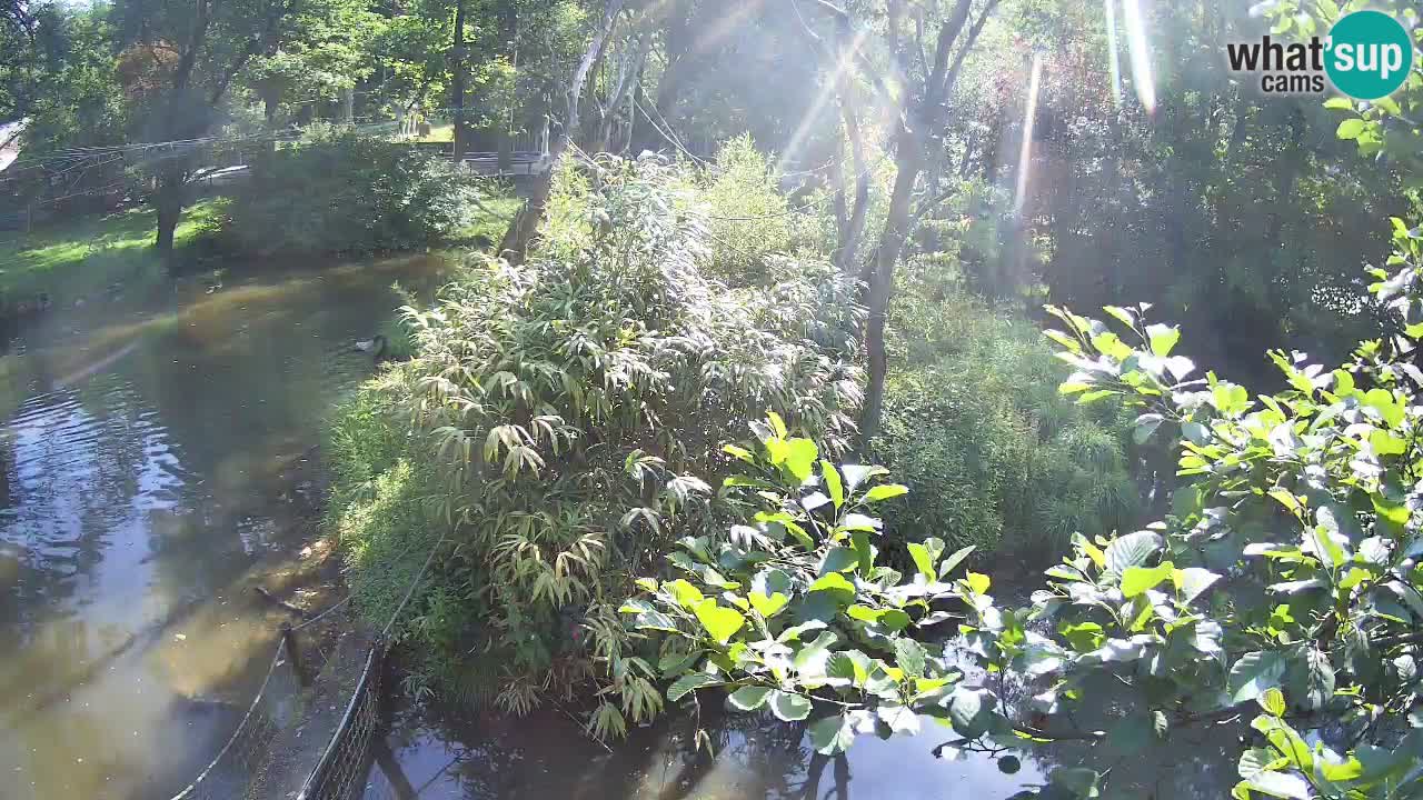 Gibon – Nomascus gabriellae – Zoo Ljubljana web kamera